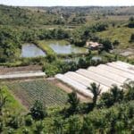 Seagri: Apoio técnico amplia a produção de hortaliças nos Projetos de Assentamento