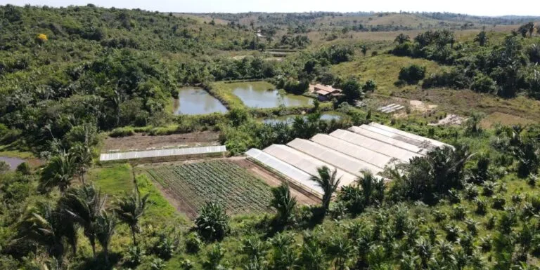 Seagri: Apoio técnico amplia a produção de hortaliças nos Projetos de Assentamento