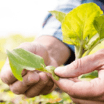 Transformando a Agricultura Familiar em Barcarena: Práticas Agroecológicas Rumo ao Desenvolvimento Sustentável