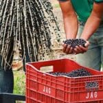 Nutrindo a Terra e Colhendo Saúde: Rotação de Culturas como Aliada dos Agricultores Familiares em Barcarena