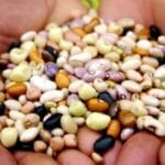 Guardiões da Diversidade: Agricultores Familiares em Barcarena Preservam Sementes Tradicionais para um Futuro Sustentável