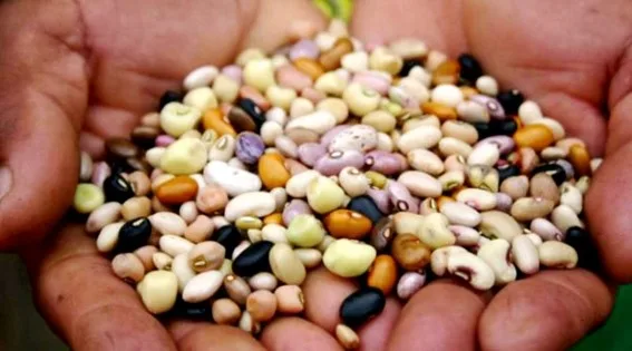 Guardiões da Diversidade: Agricultores Familiares em Barcarena Preservam Sementes Tradicionais para um Futuro Sustentável