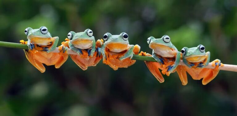 A extraordinária variedade de espécies das regiões tropicais e a biodiversidade