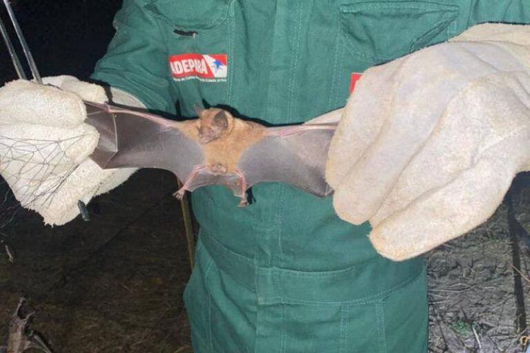 Ações de Controle da Raiva dos Herbívoros em Pará