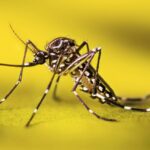 A Infecção Prévia por Zika e o Risco de Dengue Grave