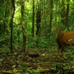 Comunidades Ribeirinhas e a Conservação da Biodiversidade na Amazônia Legal