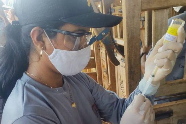 A Importância da Vacinação Contra a Brucelose no Pará