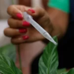 A Esperança da Vacina Contra a Dengue