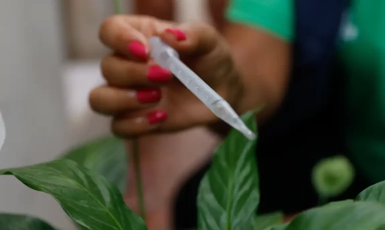 A Esperança da Vacina Contra a Dengue