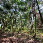 Agricultura Sustentável: A Revolução Verde de São Geraldo do Araguaia