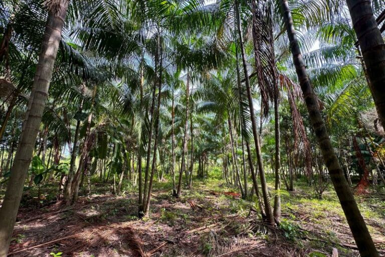 Agricultura Sustentável: A Revolução Verde de São Geraldo do Araguaia