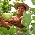 O agronegócio precisa se preparar para os impactos da mudança climática