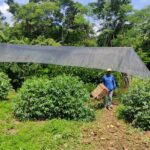Crescimento Verde: Comunidade João Canuto Abraça a Agricultura Sustentável