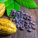 Produtores Paraenses Competem pelo Título de Melhor Cacau do Mundo