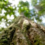 Semas interrompe desmatamento de área florestal em São Félix do Xingu