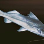 Bagres da Amazônia devem ser protegidos pela Convenção sobre Espécies Migratórias COP-14