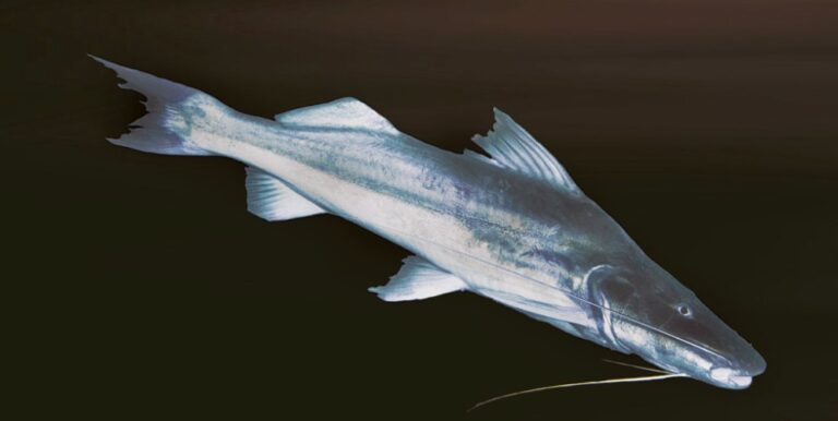 Bagres da Amazônia devem ser protegidos pela Convenção sobre Espécies Migratórias COP-14