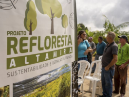 Governo do Pará Disponibiliza Meio Milhão de Mudas para Reflorestamento em Altamira