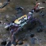 Ideflor-Bio Orienta sobre Defeso do Caranguejo-Uçá