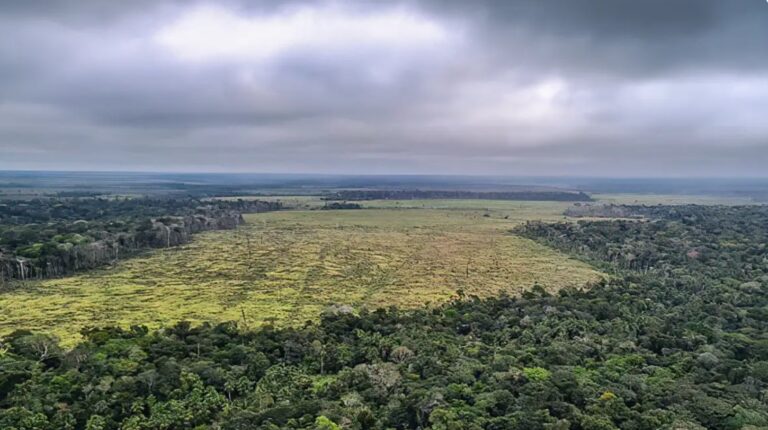 Redução de 60% no Desmatamento da Amazônia em Janeiro