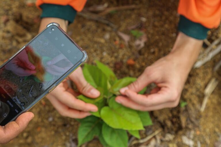Hydro Inova para Acelerar Reflorestamento no Pará