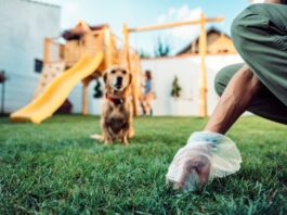 Cocô de Animal de Estimação Pode Espalhar Doenças