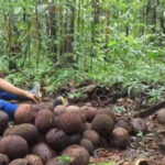 Governo do Estado Expande Programa Territórios Sustentáveis para Portel, no Marajó