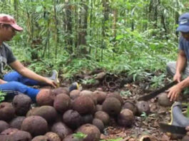Governo do Estado Expande Programa Territórios Sustentáveis para Portel, no Marajó