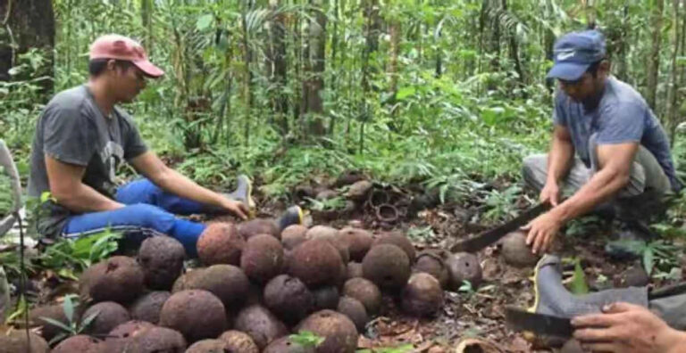 Governo do Estado Expande Programa Territórios Sustentáveis para Portel, no Marajó