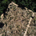 Amazônia corre risco de entrar em colapso em 2050