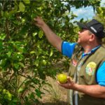 Adepará promove treinamento online para o programa dos Citros