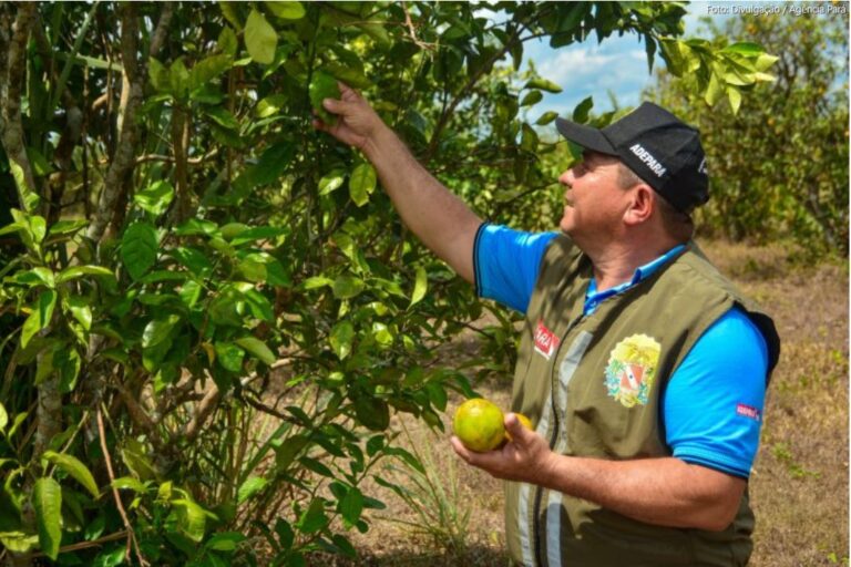 Adepará promove treinamento online para o programa dos Citros