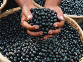 O Açaí como Motor de Transformação Social na Amazônia Brasileira