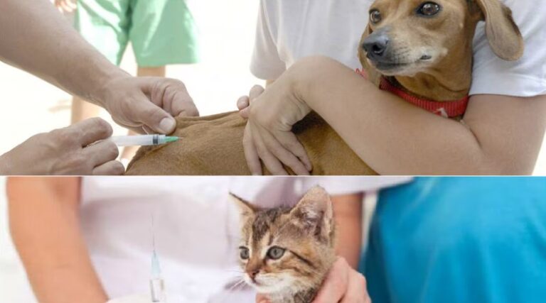 Adoção de cães e gatos