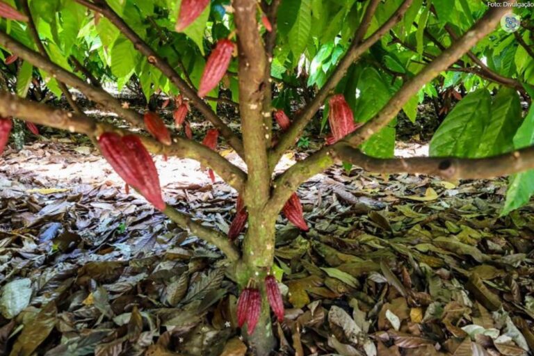 Decreto Estadual protege cacau e cupuaçu de pragas e doenças