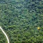 Pará Comemora Dia Mundial do Meio Ambiente como Epicentro do Debate Climático Global