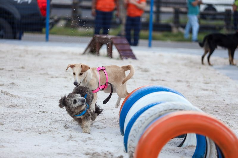 Dupla canina se diverte no Parque Pet na UsiPaz Jurunas/Condor