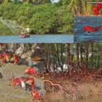 Novo Programa Fortalece Conservação e Recuperação dos Manguezais no Brasil