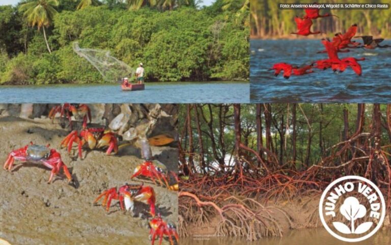 Novo Programa Fortalece Conservação e Recuperação dos Manguezais no Brasil