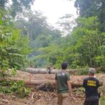 Pará Destaca-se no Combate às Mudanças Climáticas com Política Ambiental Inovadora