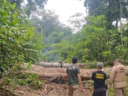 Pará Destaca-se no Combate às Mudanças Climáticas com Política Ambiental Inovadora