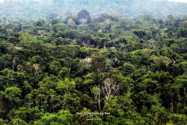 Pará Inicia Consulta Pública para Concessão de Restauro Florestal com Créditos de Carbono