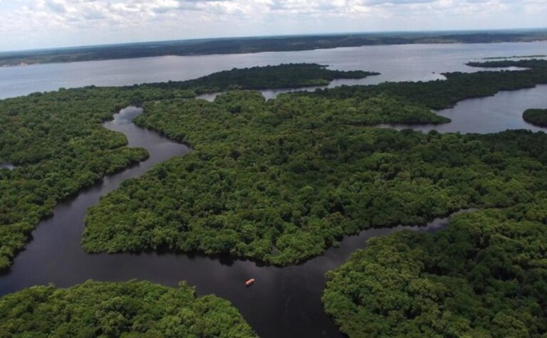 BNDES inicia programa para fomentar investimentos em florestas nativas no Brasil