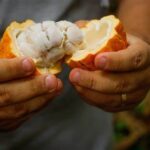 Cacau do Pará e Produtos de Origem são Destaques no Chocolat Portugal e Salão de Paris O cacau do Pará e produtos amazônicos ganham destaque no Chocolat Portugal e Salão de Paris, promovendo a bioeconomia e a sustentabilidade da região