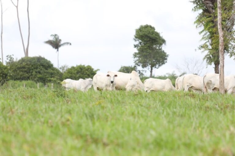 Produto Interno Bruto do Pará é o maior da Região Norte, aponta Fapespa