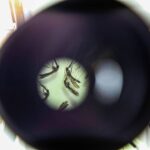 Sespa realiza Semana de Combate às Arboviroses no Pará