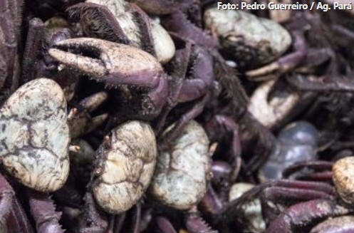 Ideflor-Bio alerta para os períodos de defeso do caranguejo-uçá no Pará em 2025