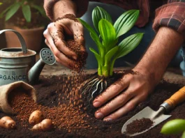 Como fazer mudas de zamioculca por divisão de rizomas Zamioculca