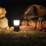 Cães enxergam como nós? Descubra a verdade Cães enxergam como nós Descubra a verdade