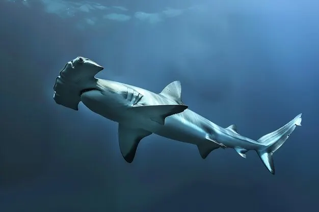 Como os tubarões sentem cheiro dentro da água?